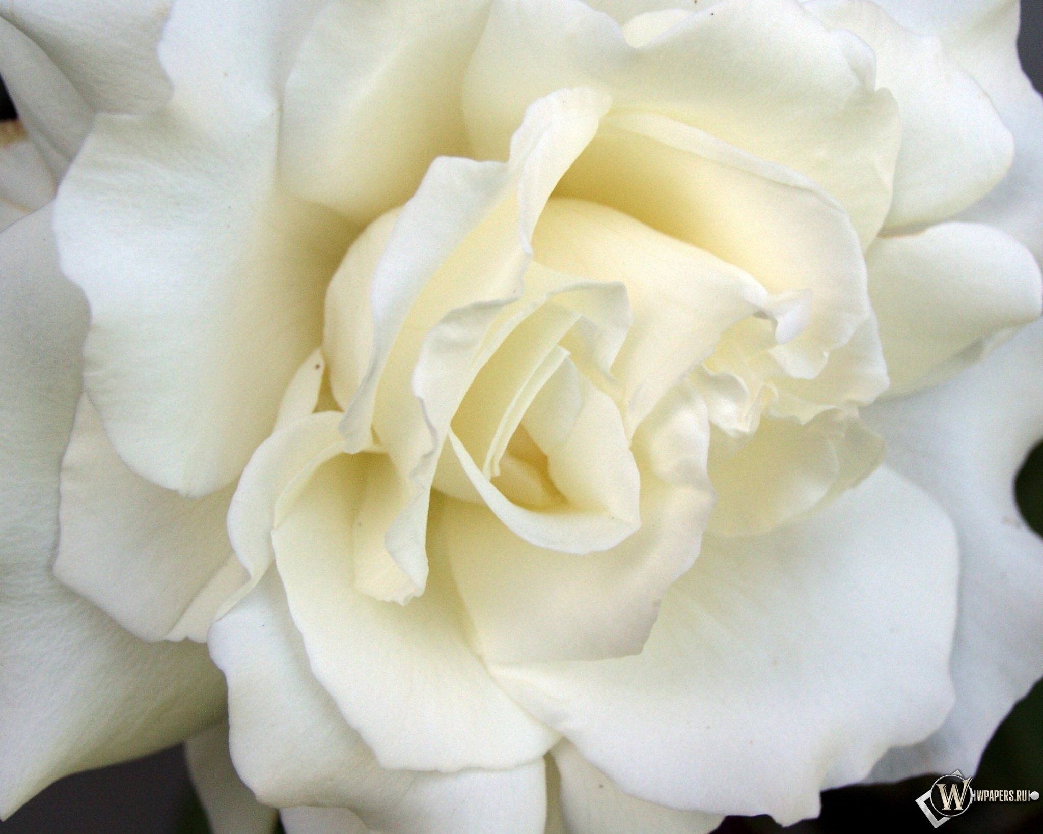 White Rose 2048x1638