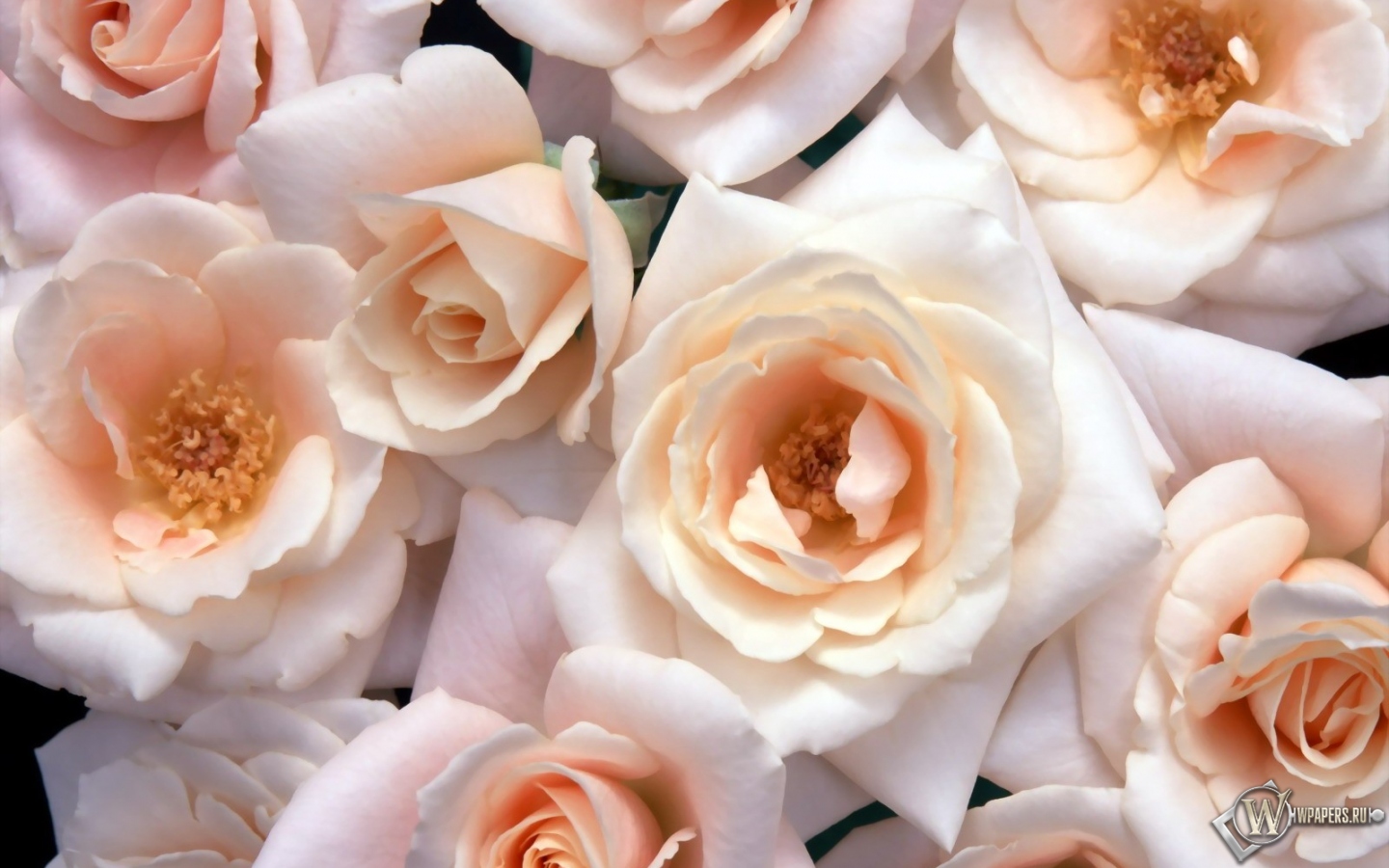 Лиловые розы 1440x900