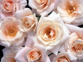 Обои Лиловые розы: Розы, Букет, Цветы