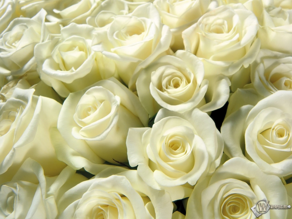 Белые розы 1024x768