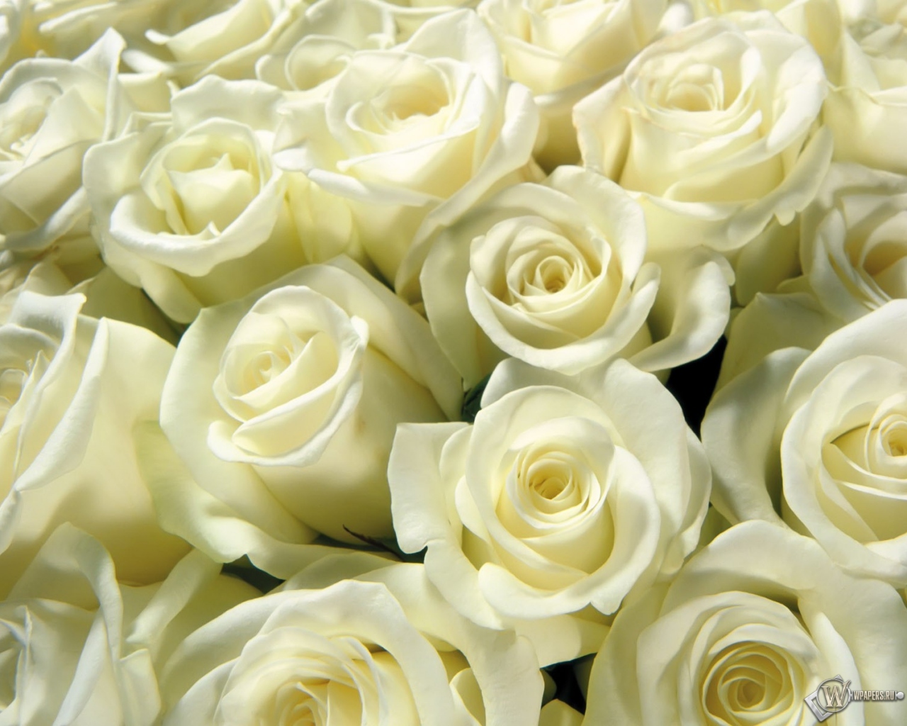 Белые розы 1280x1024