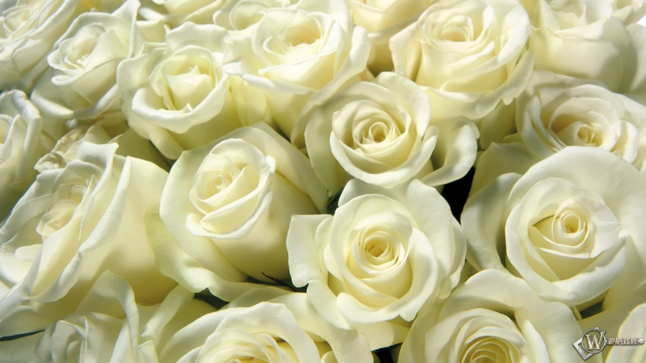 Белые розы 1280x720
