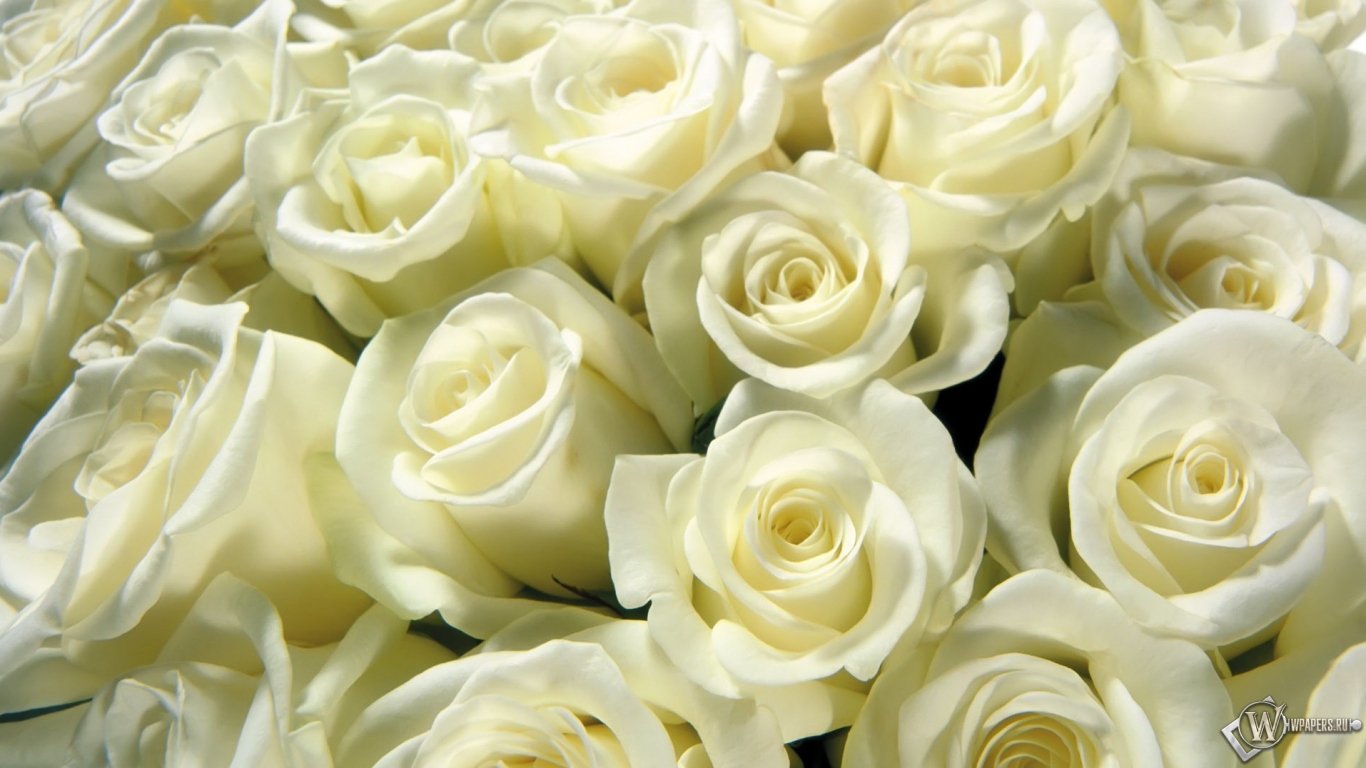 Белые розы 1366x768