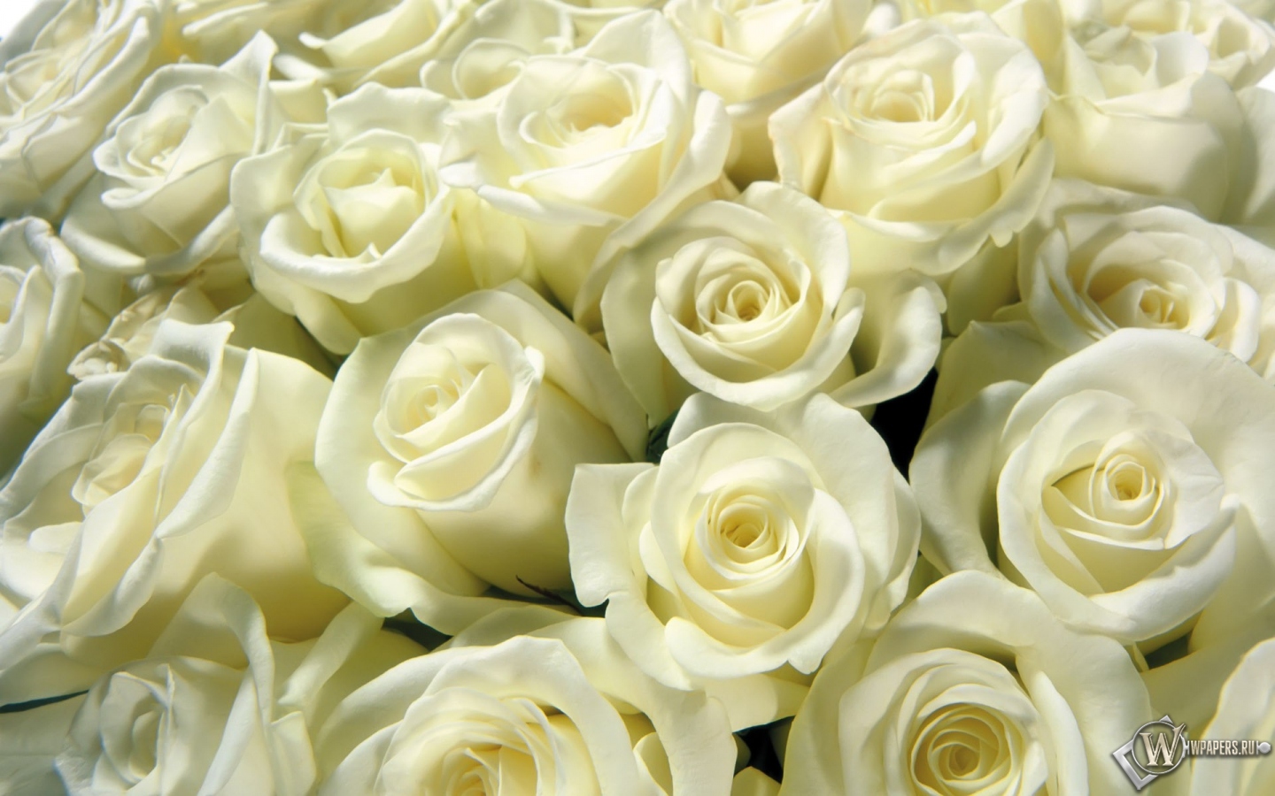 Белые розы 1440x900