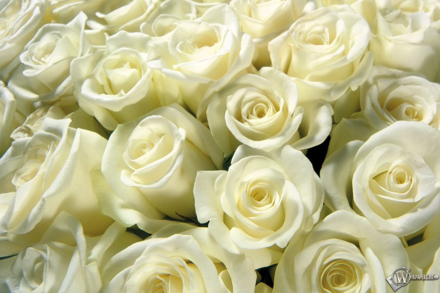 Белые розы 1500x1000