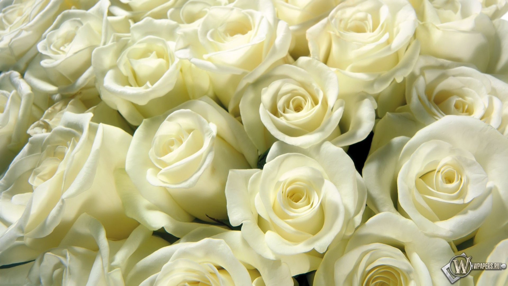 Белые розы 1920x1080