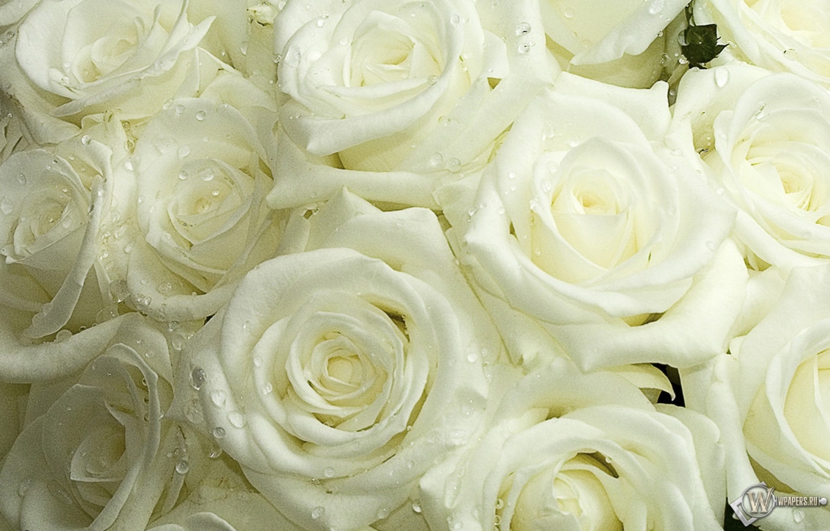 Белые розы 1200x768