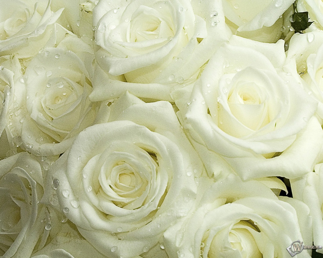Белые розы 1280x1024