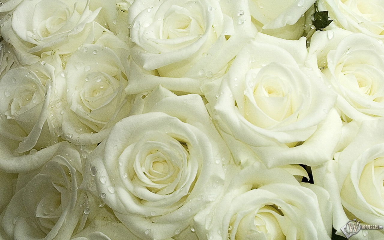 Белые розы 1280x800