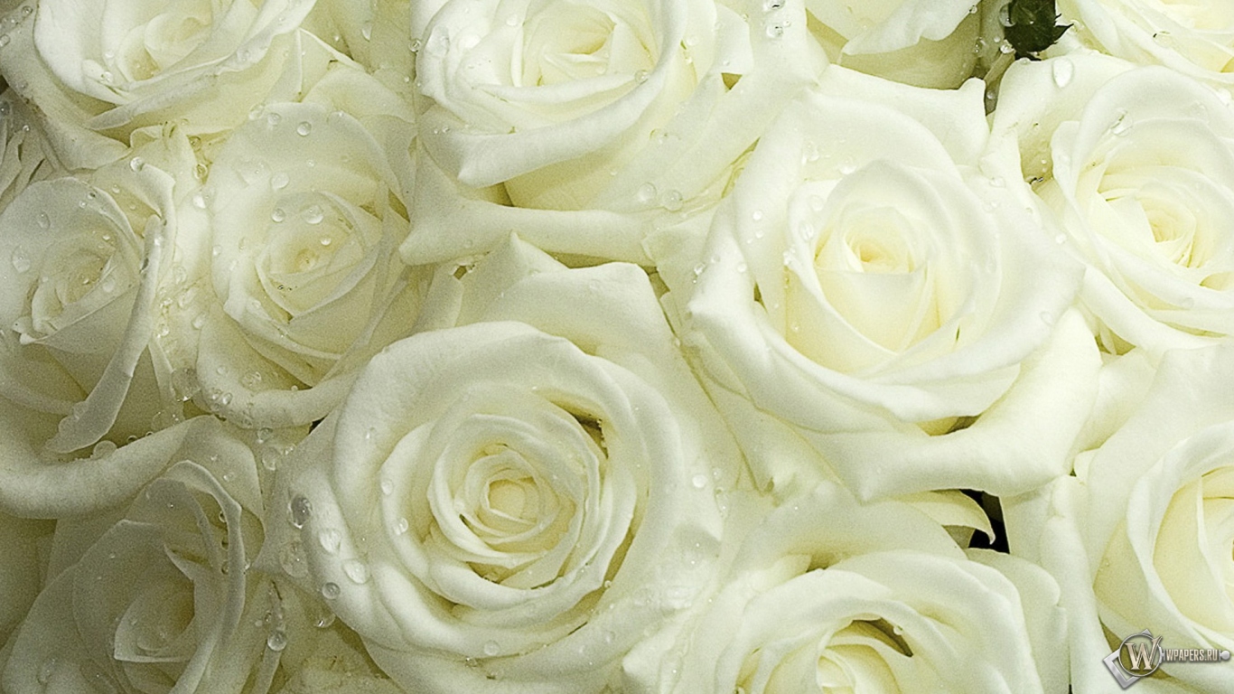 Белые розы 1366x768