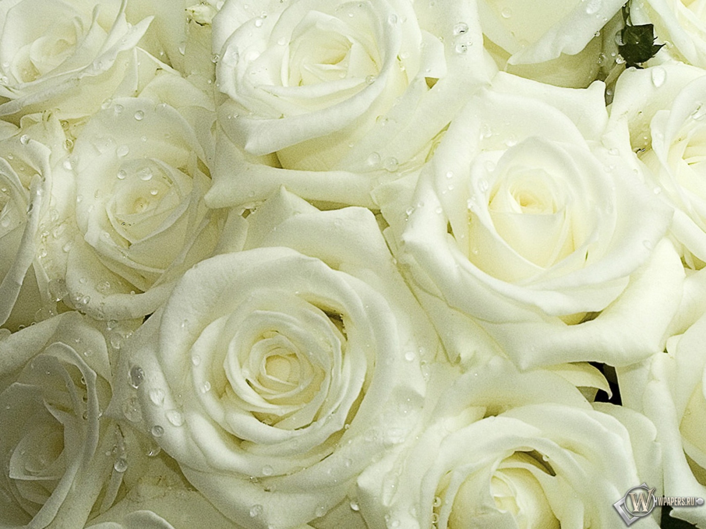 Белые розы 1400x1050