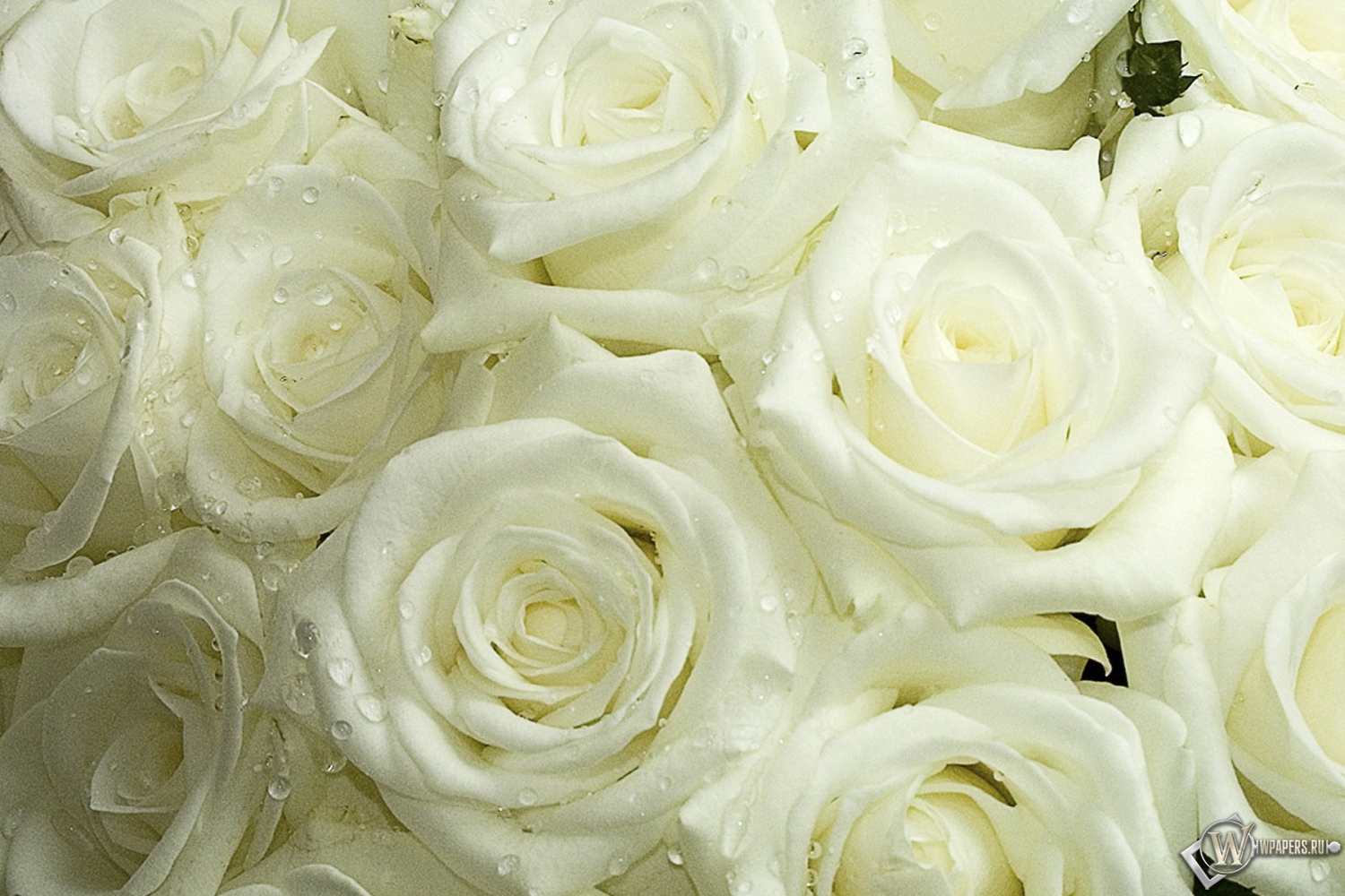 Белые розы 1500x1000