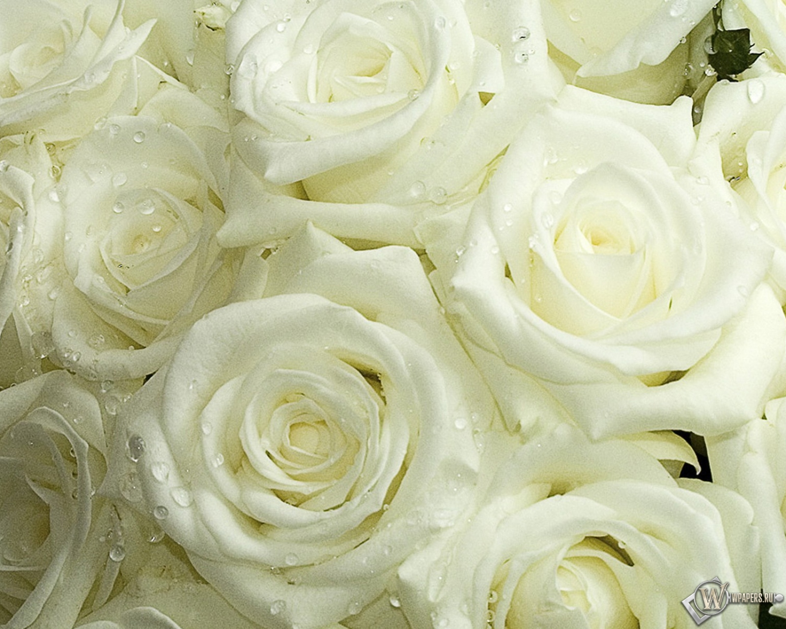 Белые розы 1600x1280