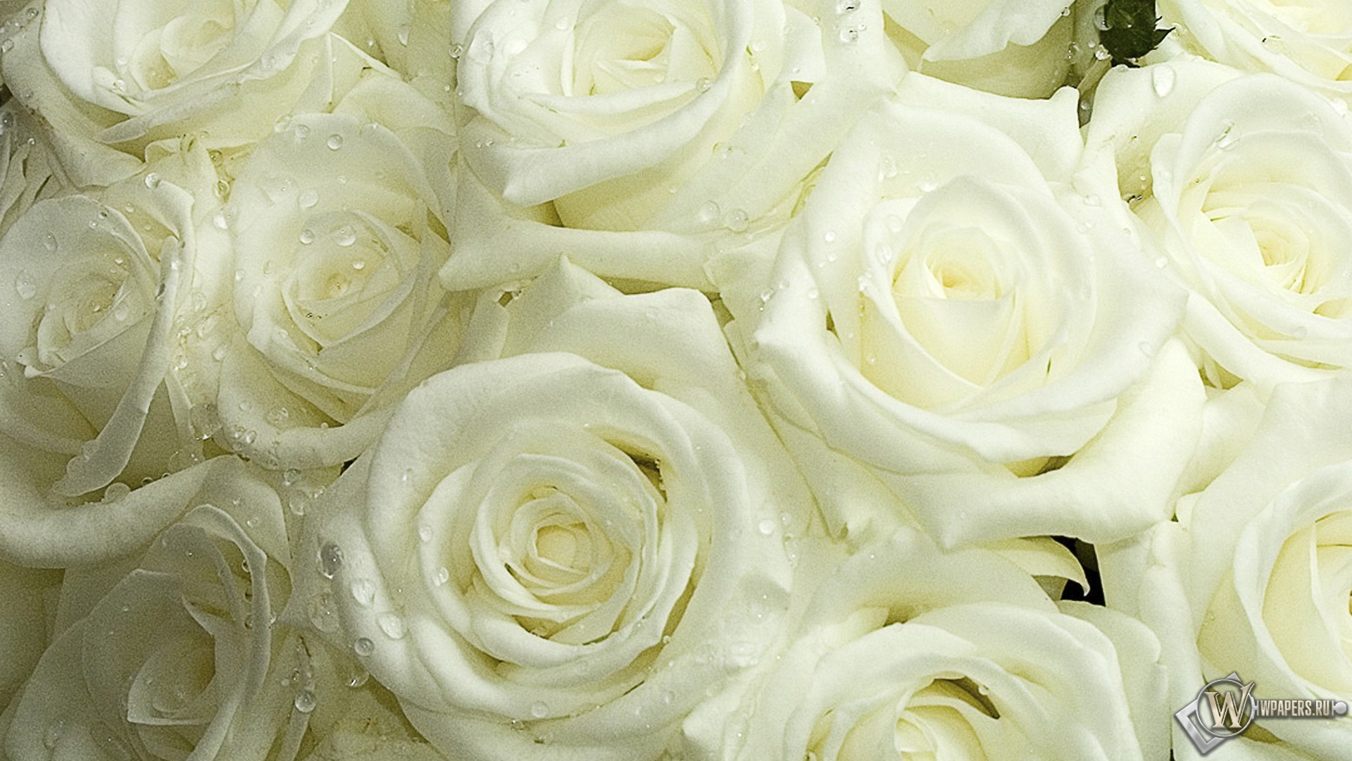 Белые розы 1920x1080