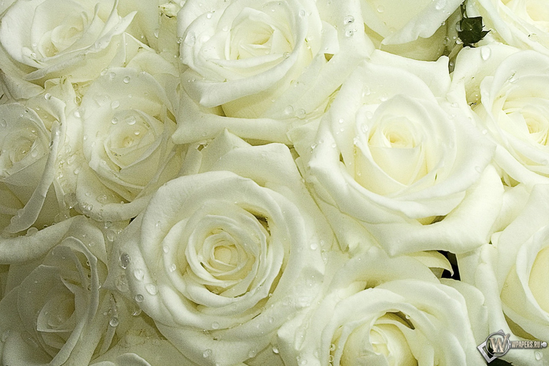 Белые розы 1920x1280