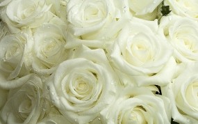 Обои Белые розы: Белые розы, Цветы