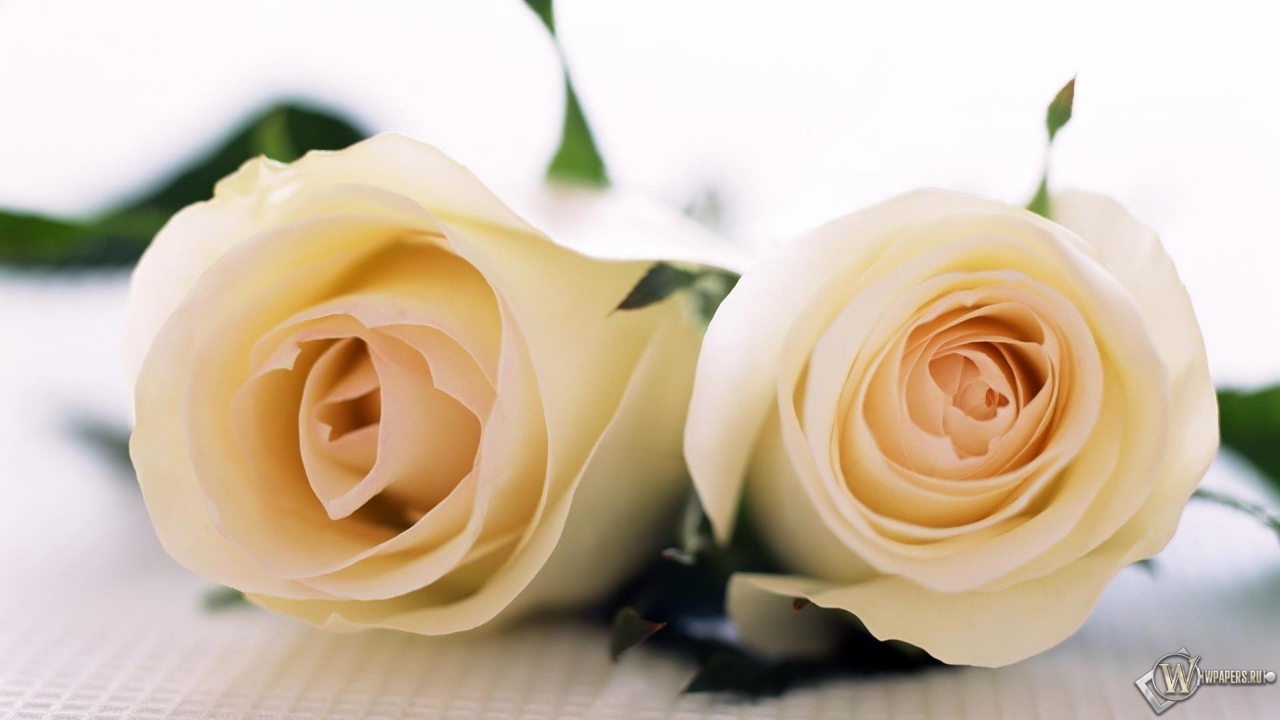 Две белые розы 1280x720