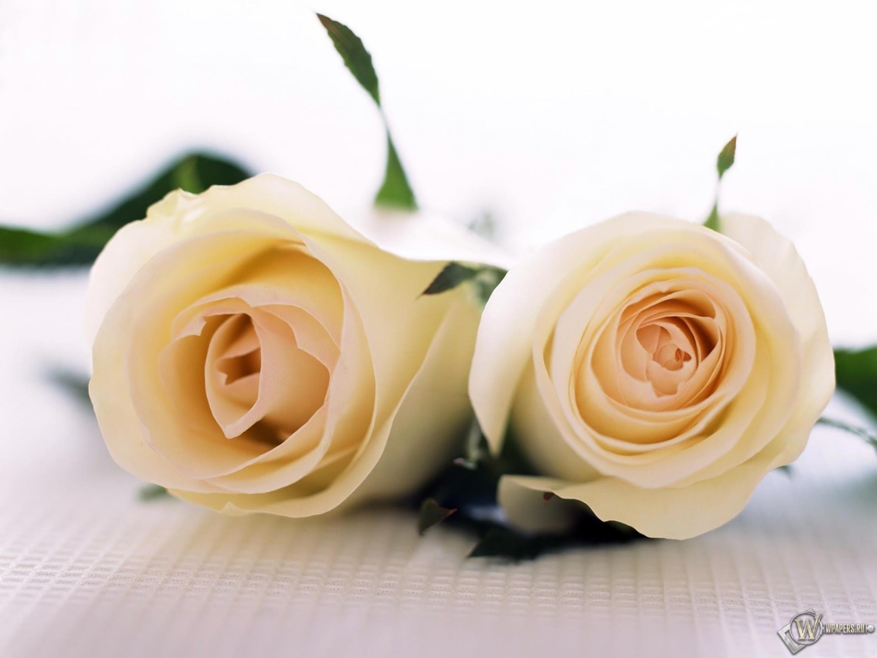 Две белые розы 1280x960