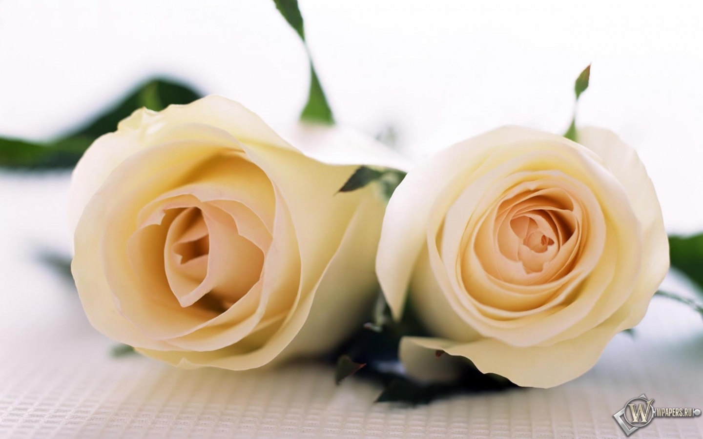 Две белые розы 1440x900
