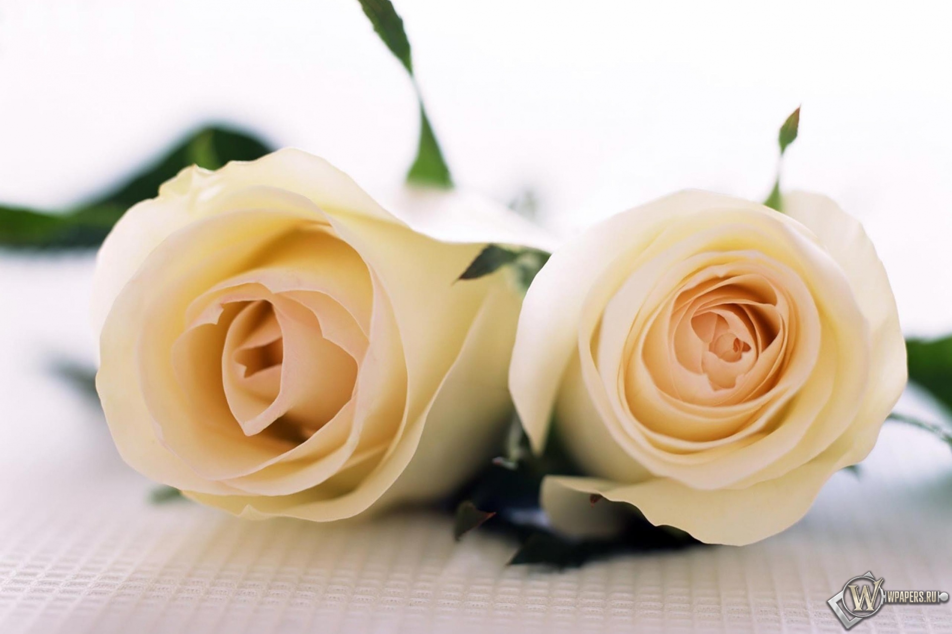 Две белые розы 1920x1280