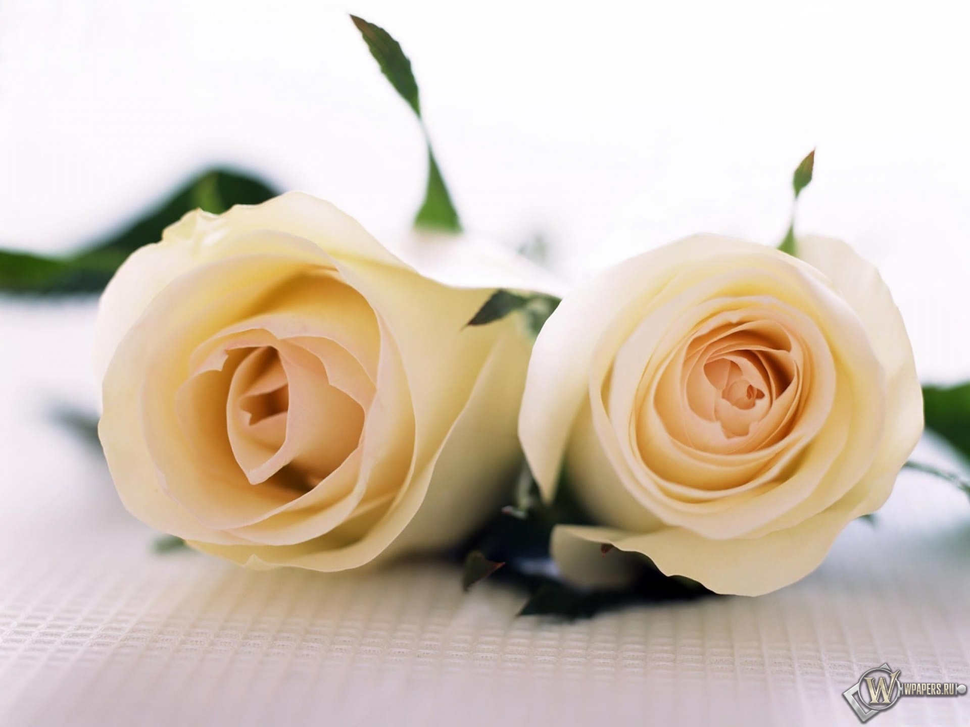 Две белые розы 1920x1440