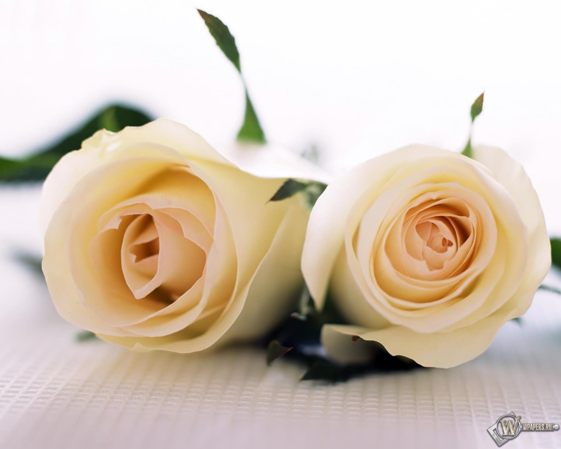 Две белые розы 1920x1536