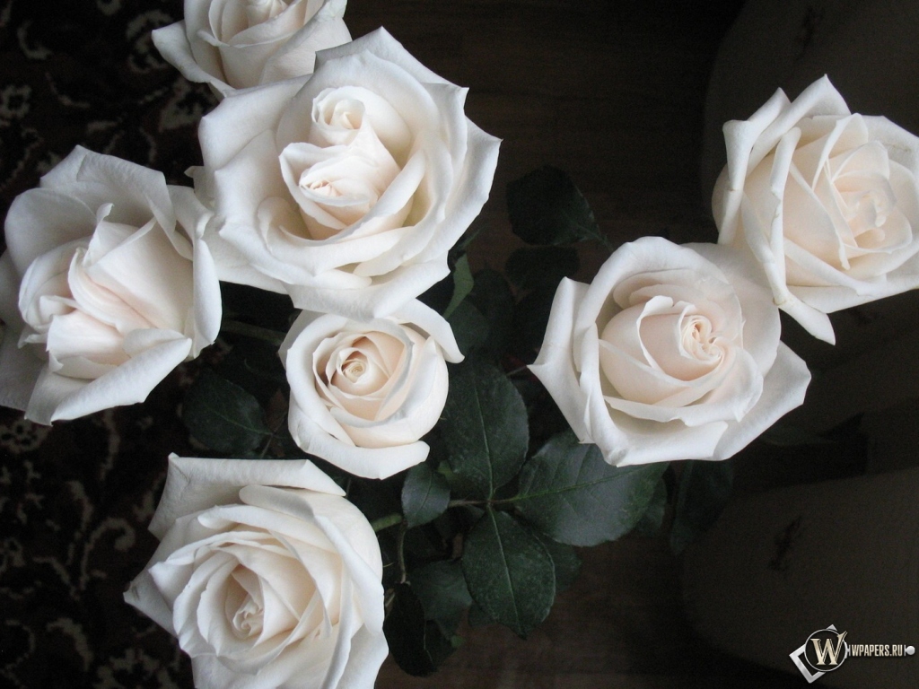 Белые розы 1024x768