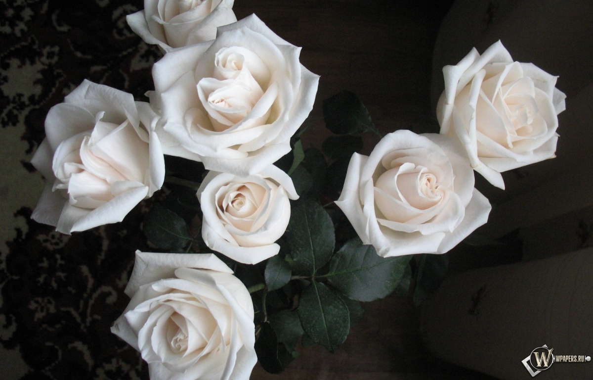 Белые розы 1200x768