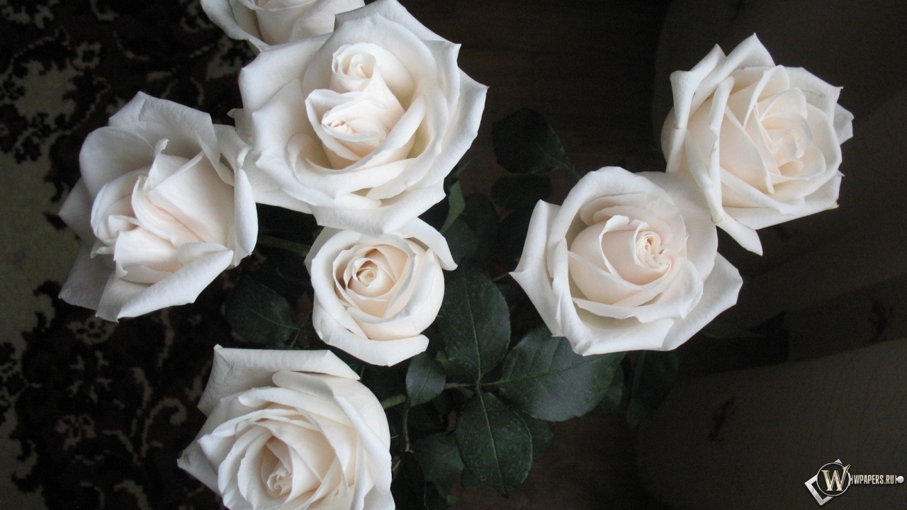 Белые розы 1280x720