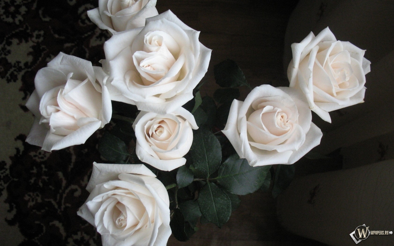 Белые розы 1280x800