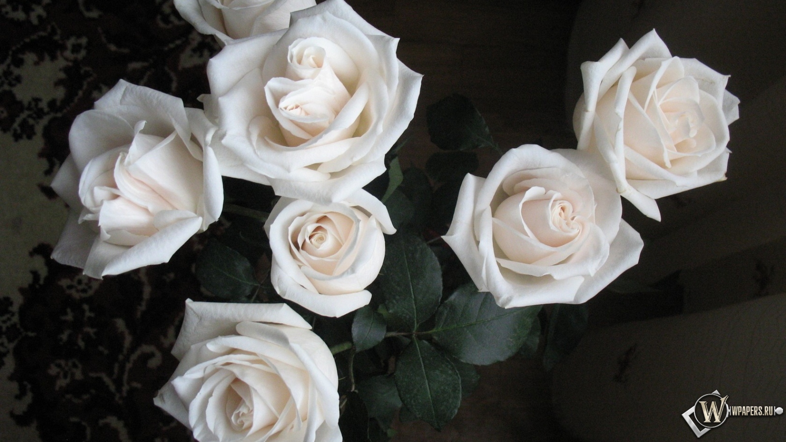 Белые розы 1600x900