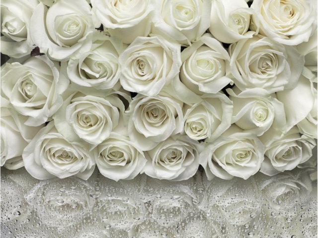 Много белых роз