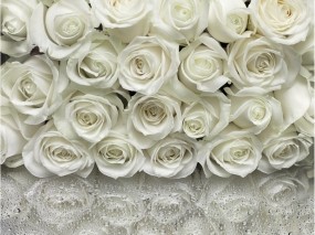 Обои Много белых роз: Белые розы, Цветы