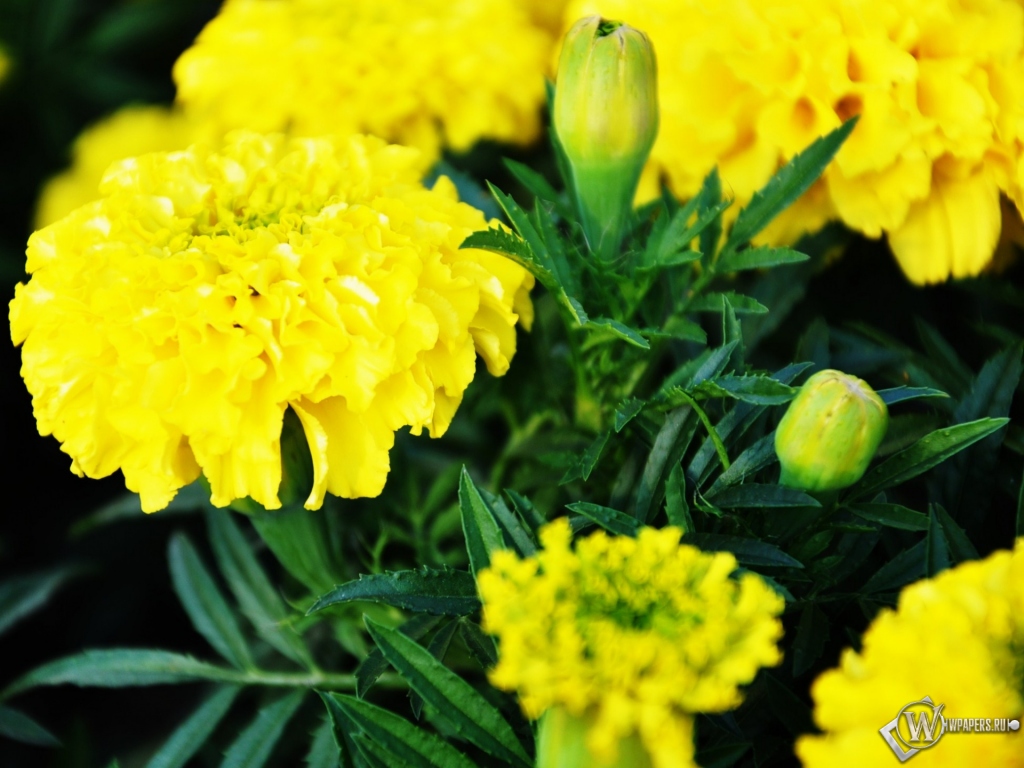 Желтые цветы 1024x768