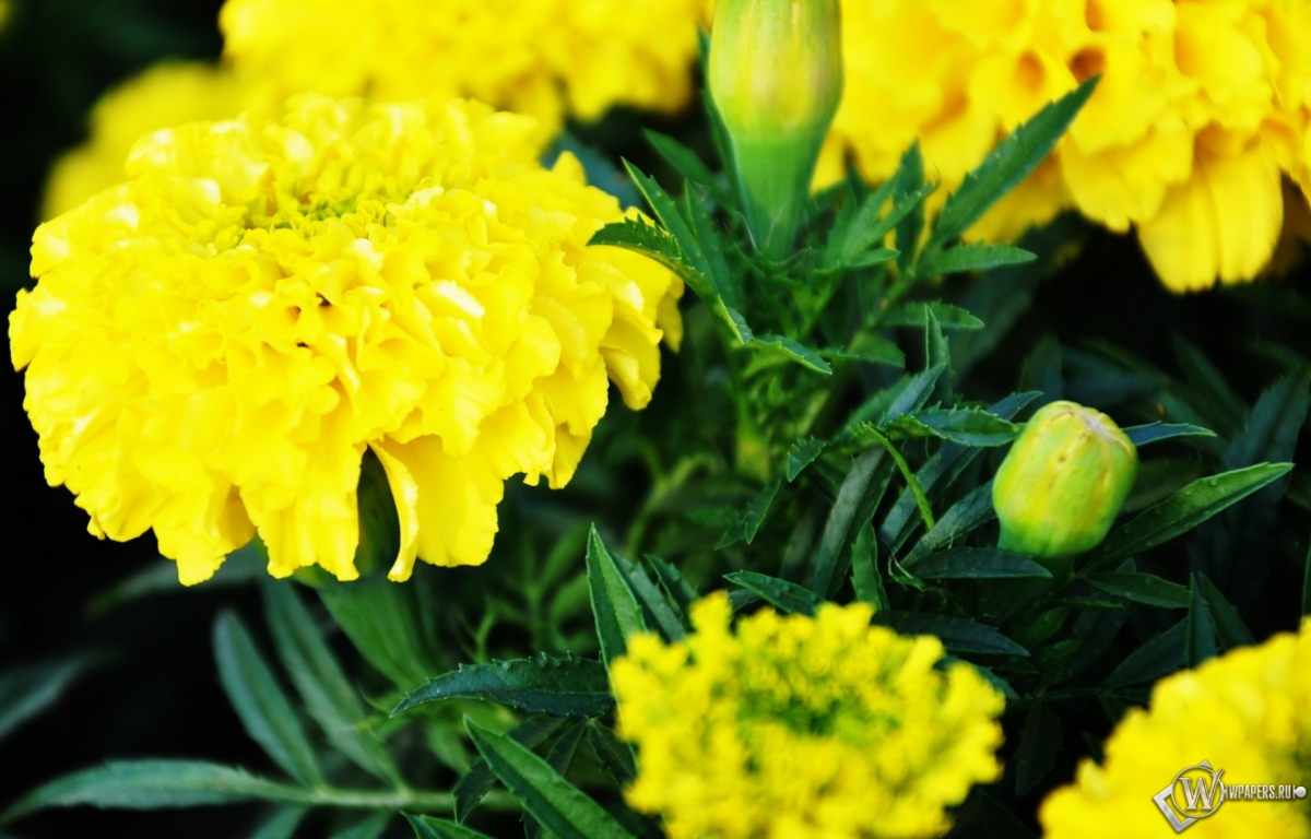 Желтые цветы 1200x768
