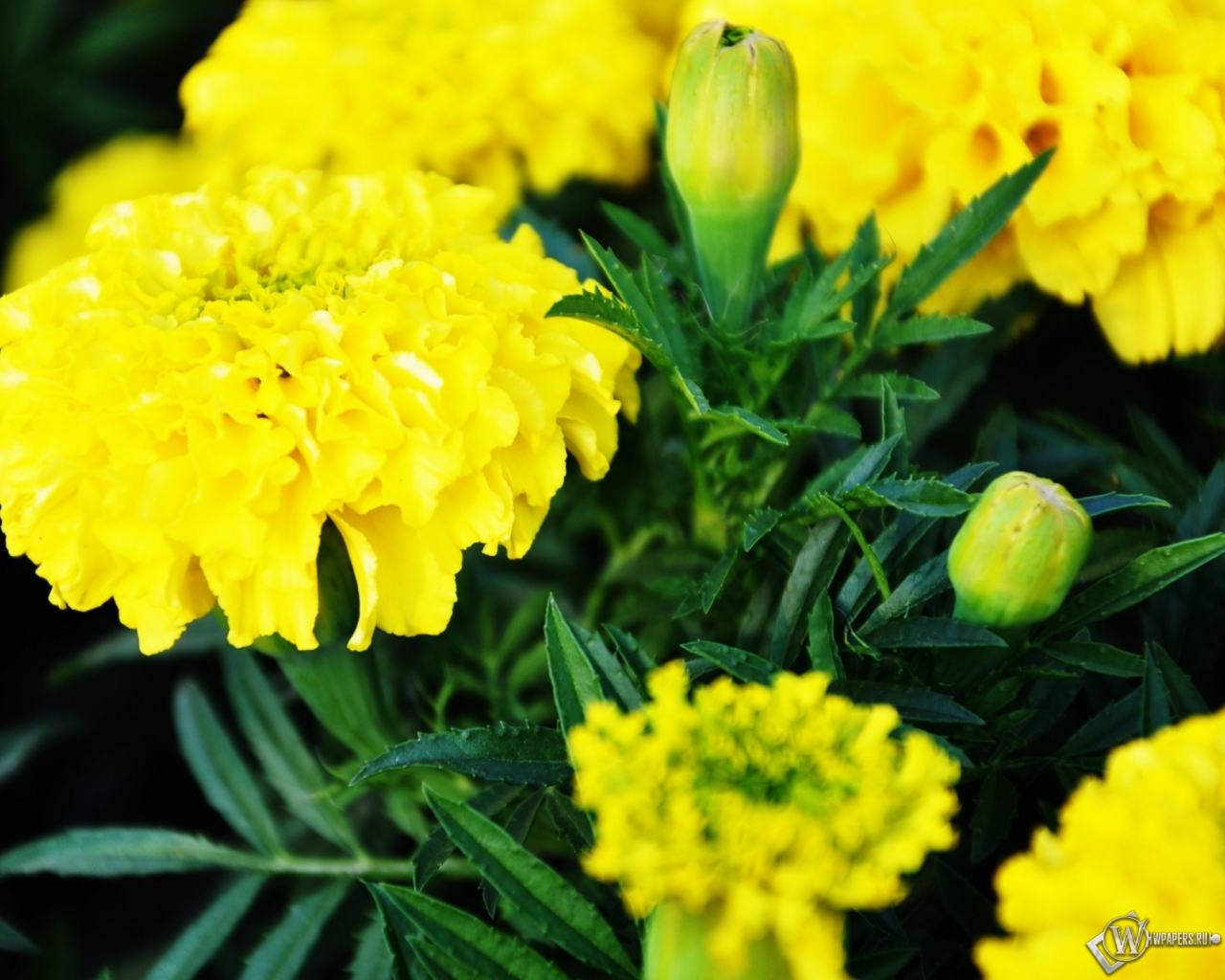 Желтые цветы 1280x1024