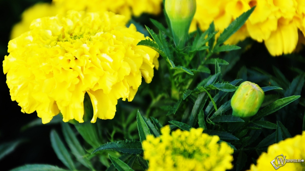 Желтые цветы 1280x720
