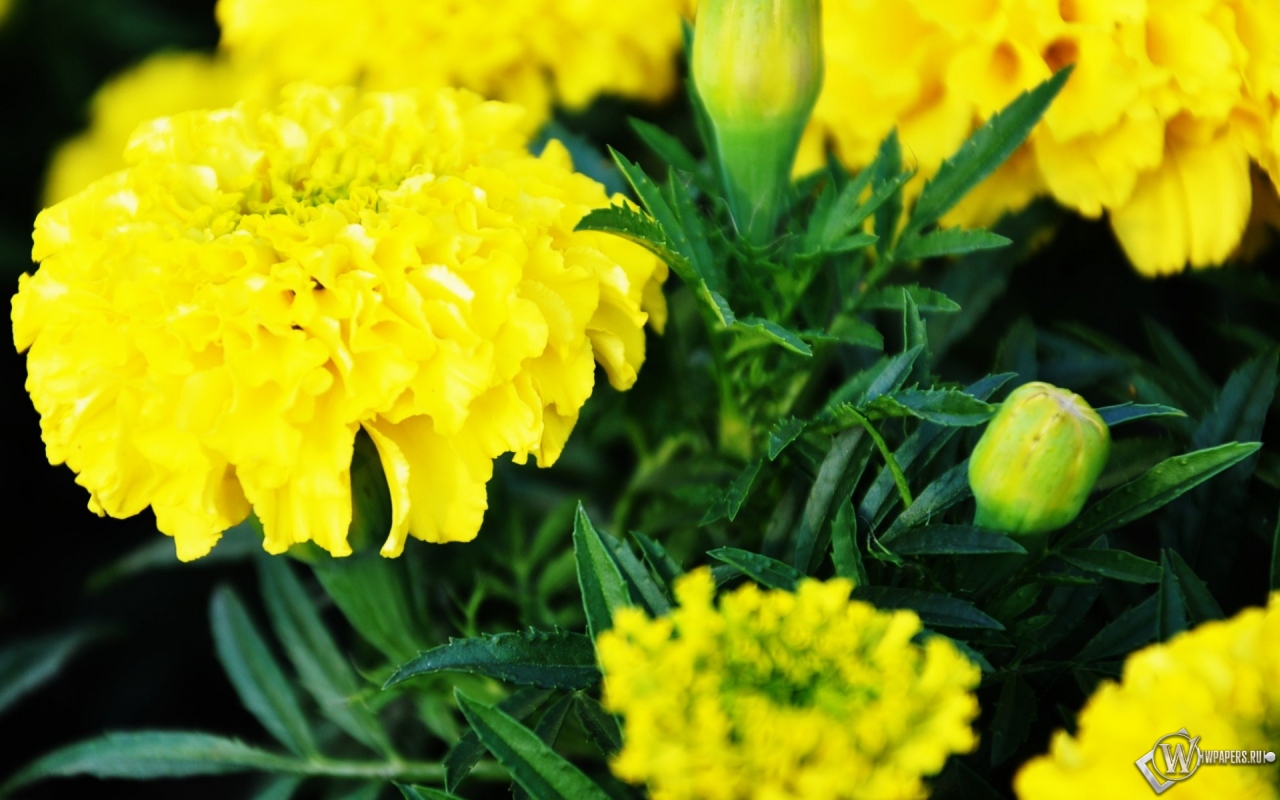 Желтые цветы 1280x800