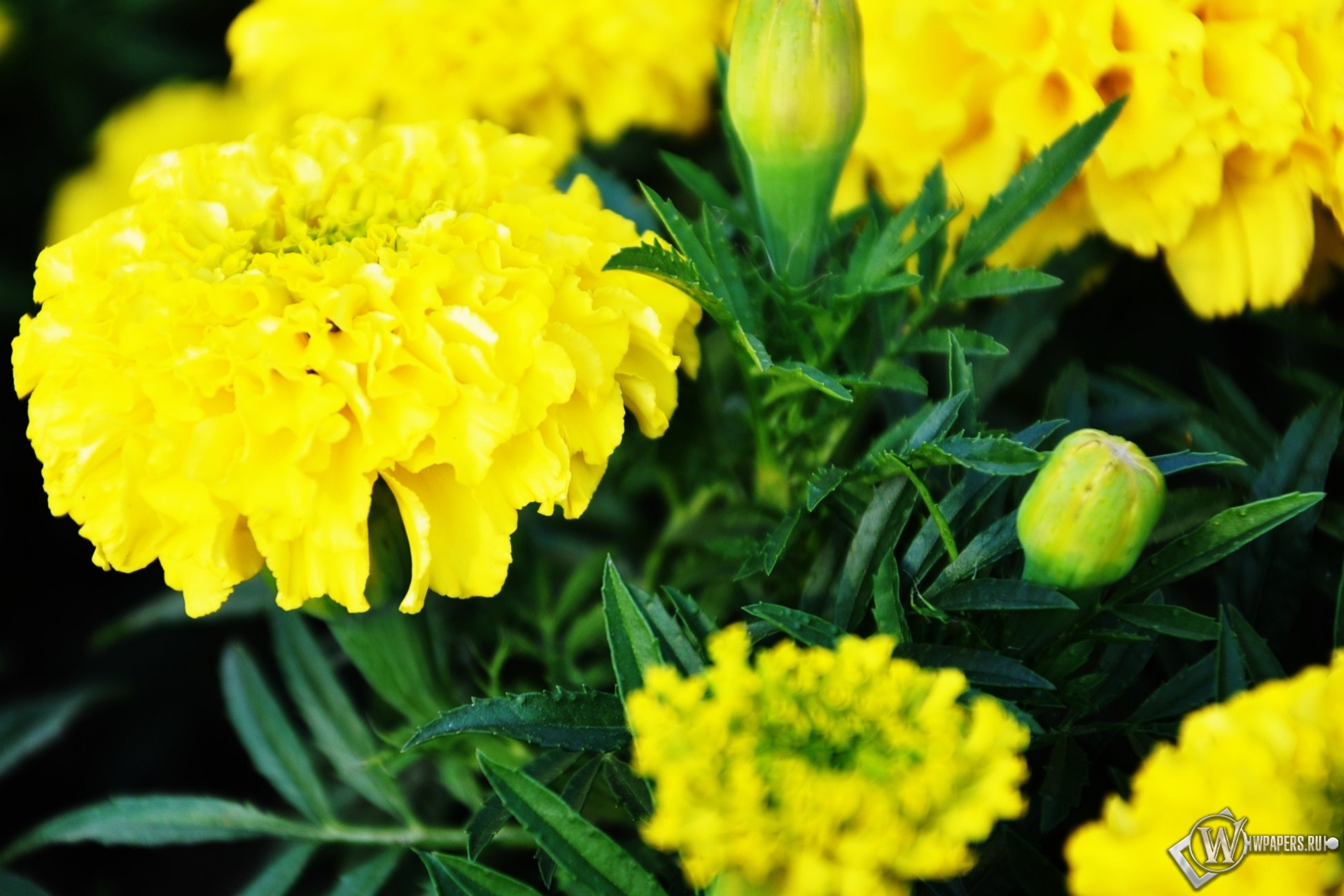 Желтые цветы 1920x1280