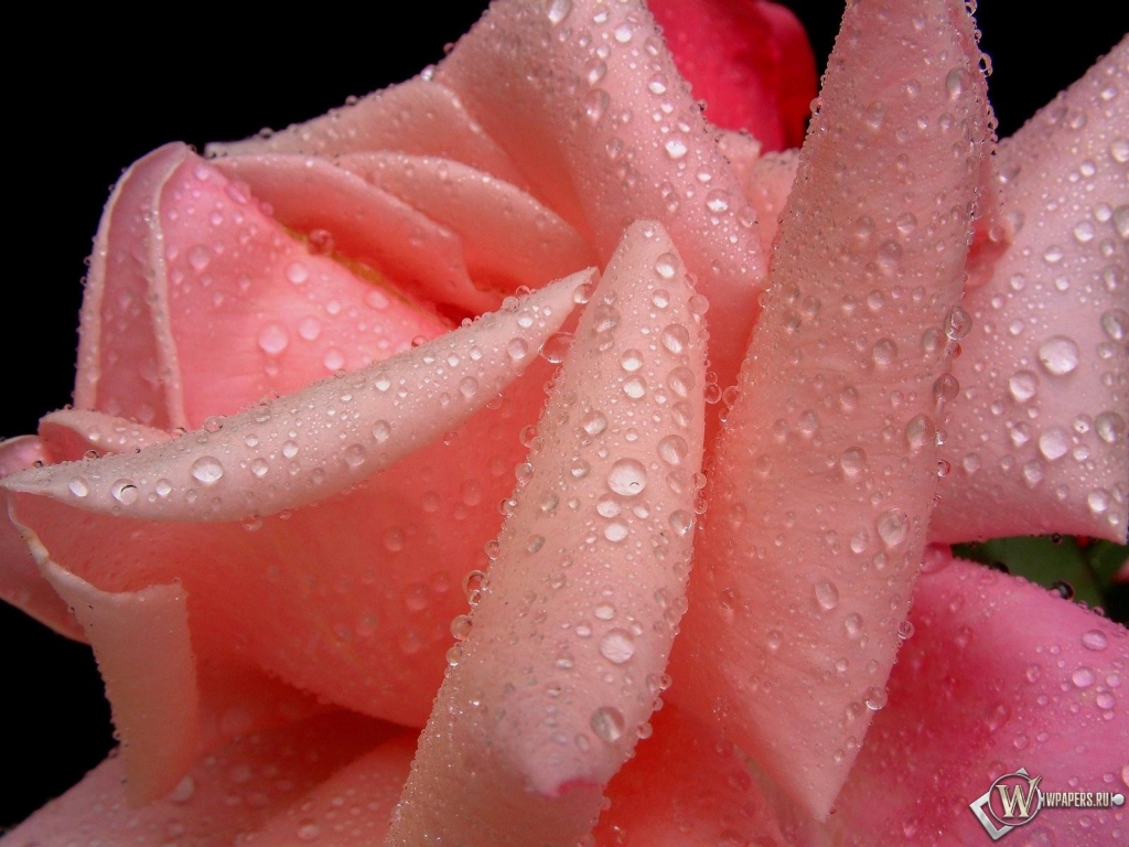 Розовая роза 1024x768