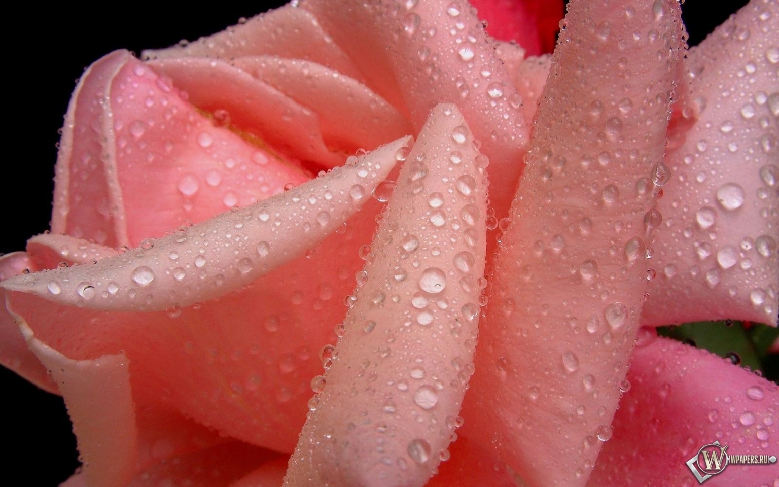 Розовая роза 1536x960