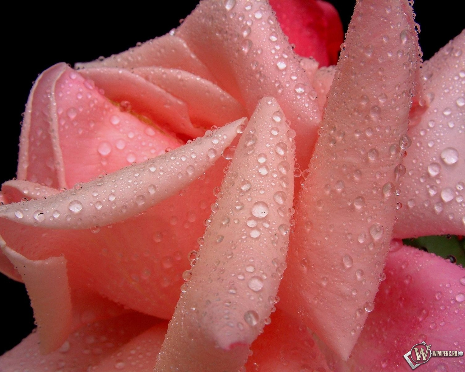 Розовая роза 1600x1280