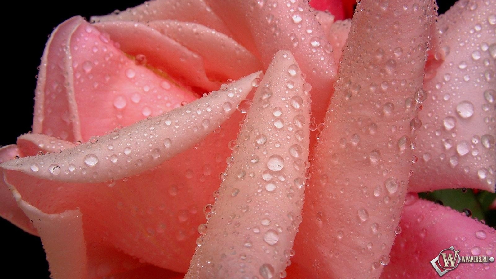 Розовая роза 1600x900