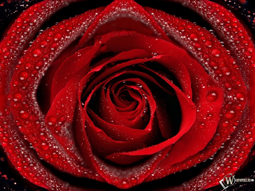 Красная роза 1024x768