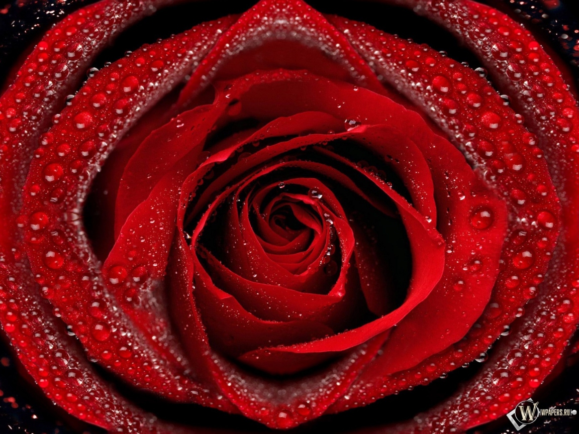 Красная роза 1152x864