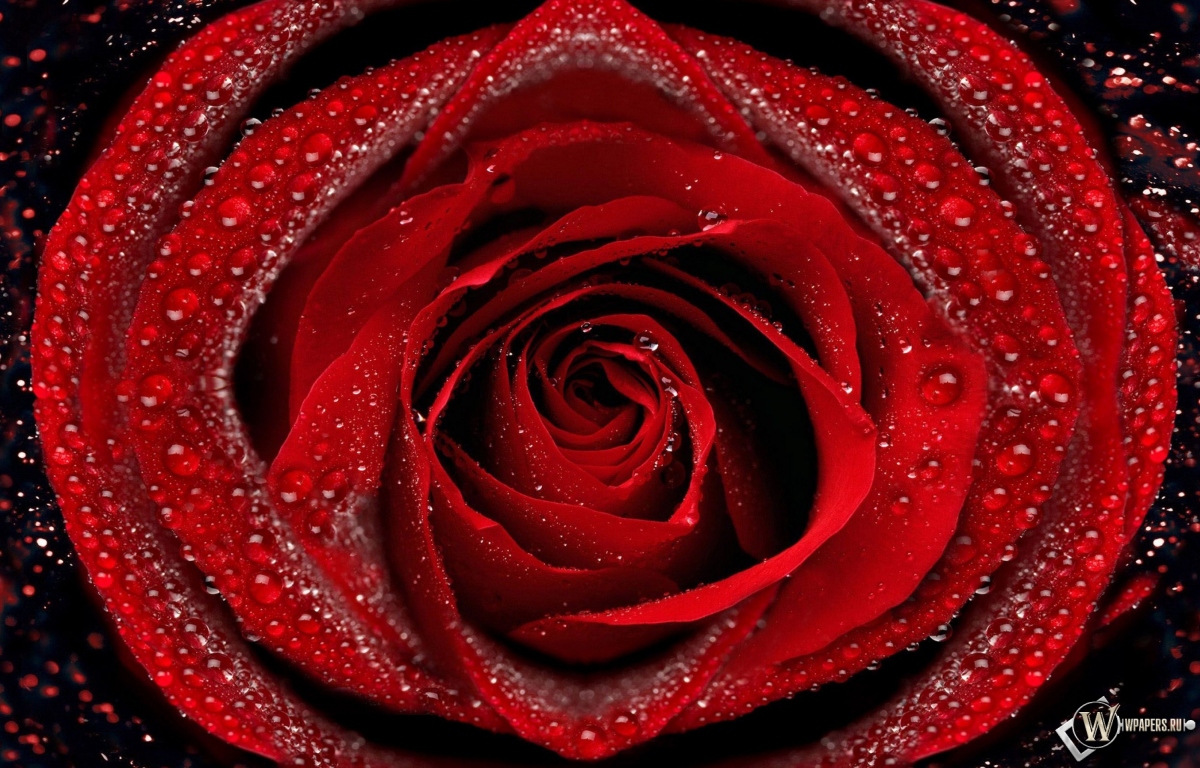 Красная роза 1200x768