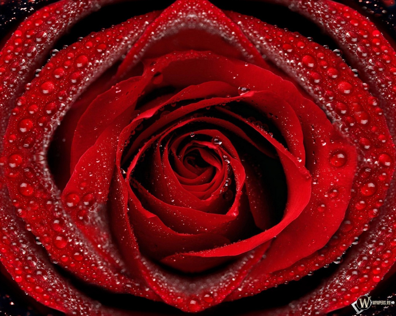 Красная роза 1280x1024