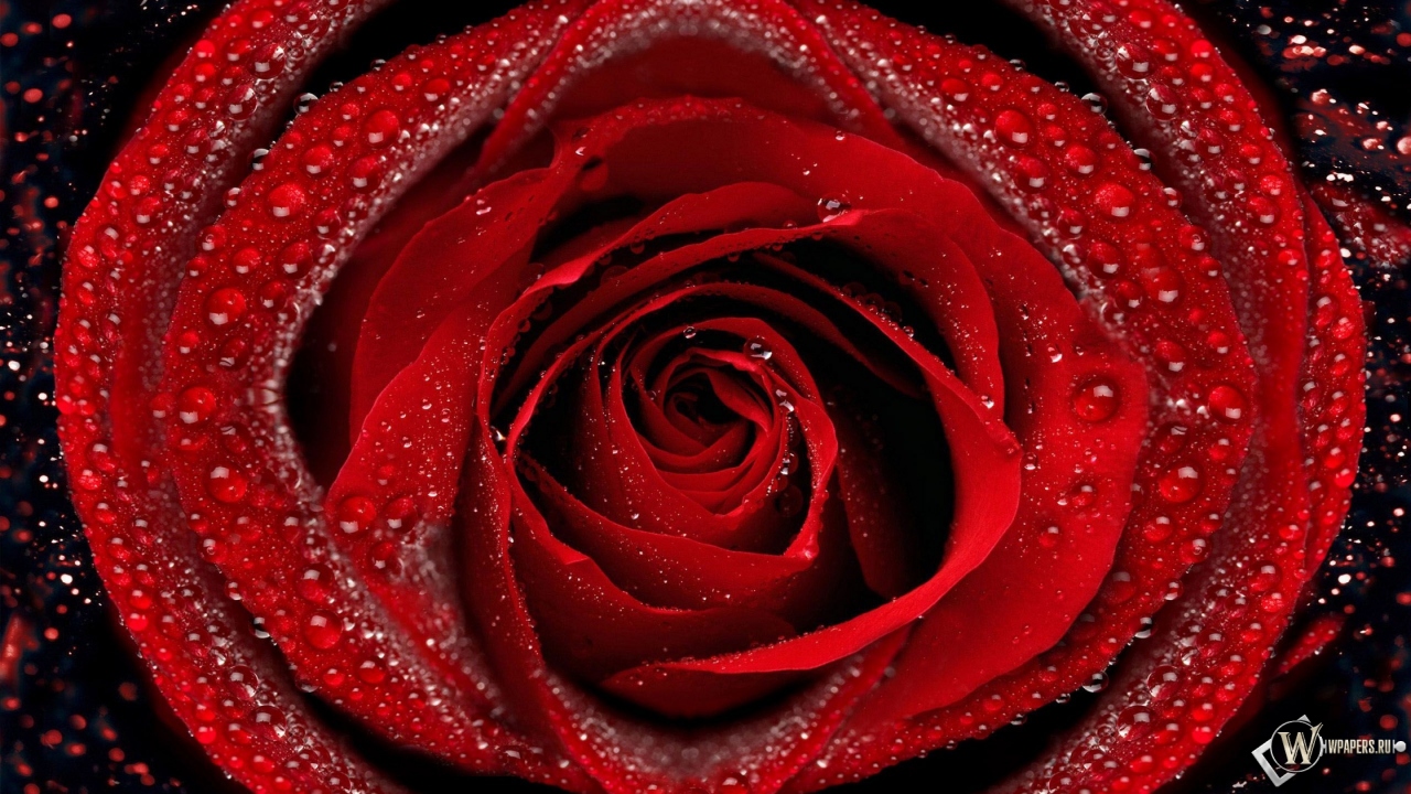 Красная роза 1280x720