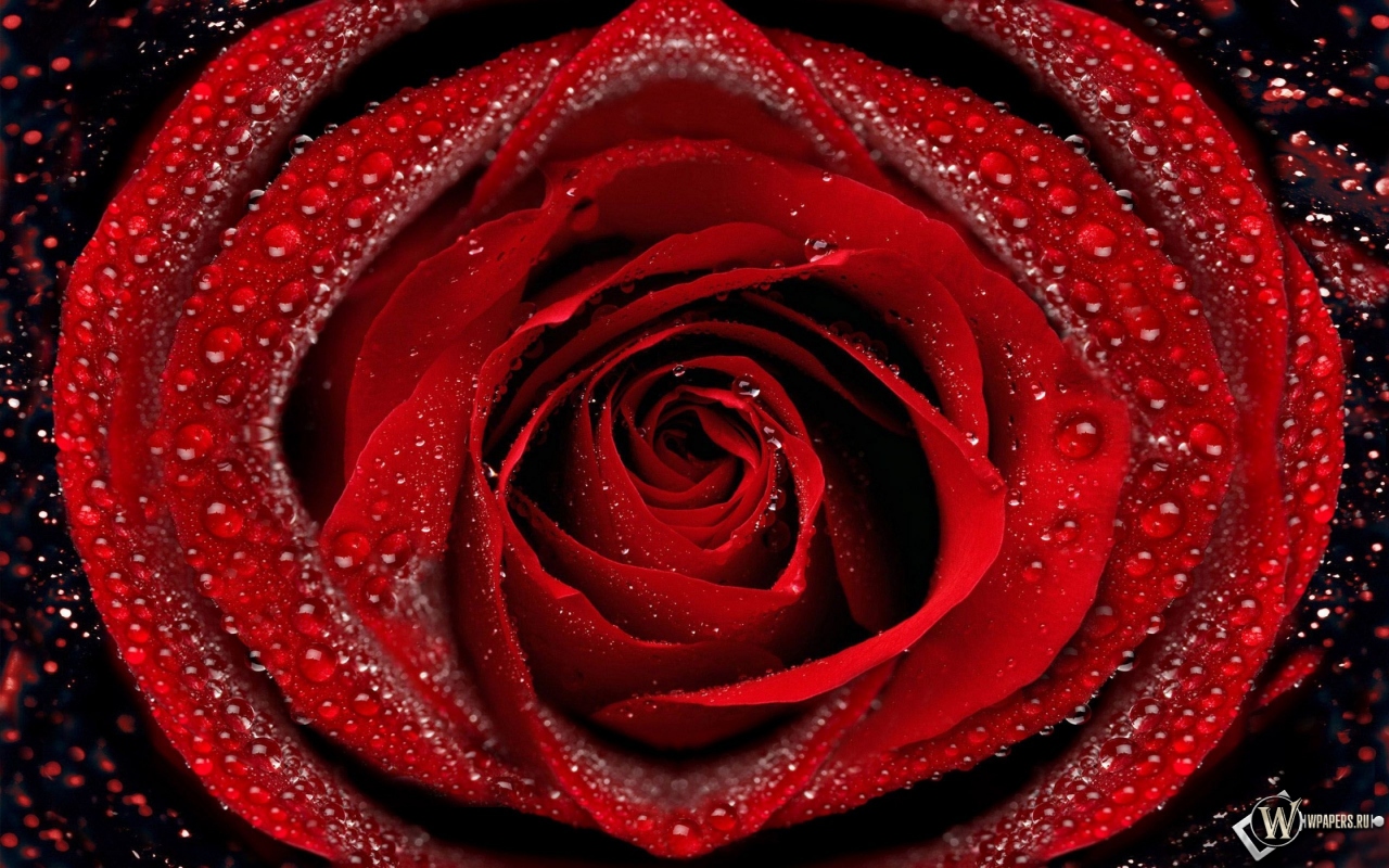 Красная роза 1280x800