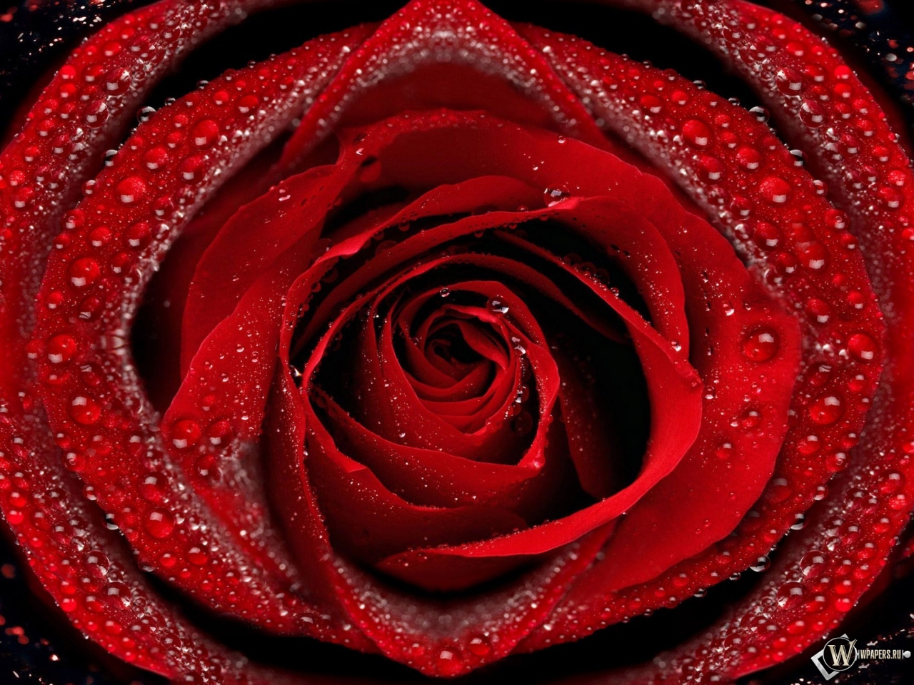 Красная роза 1280x960